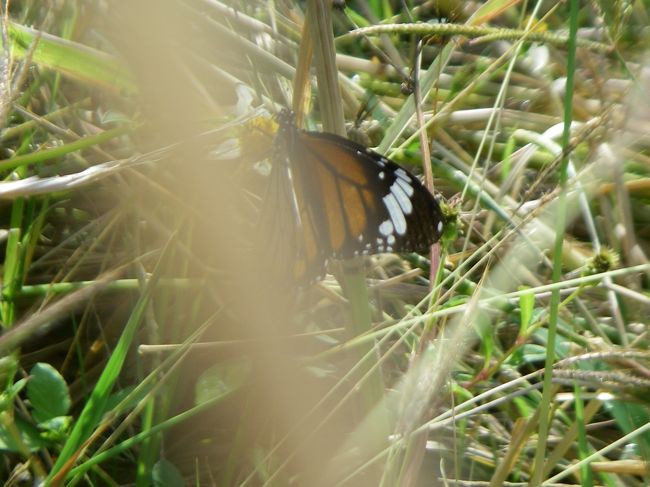 その道路わきにいたアサギマダラ。