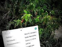 今回　東山農場を訪れたのは11月。

既に収穫後だからでしょうか、もうひとつの農業のコーヒーの木に比較して背丈がすごく低い.....感じでした。

