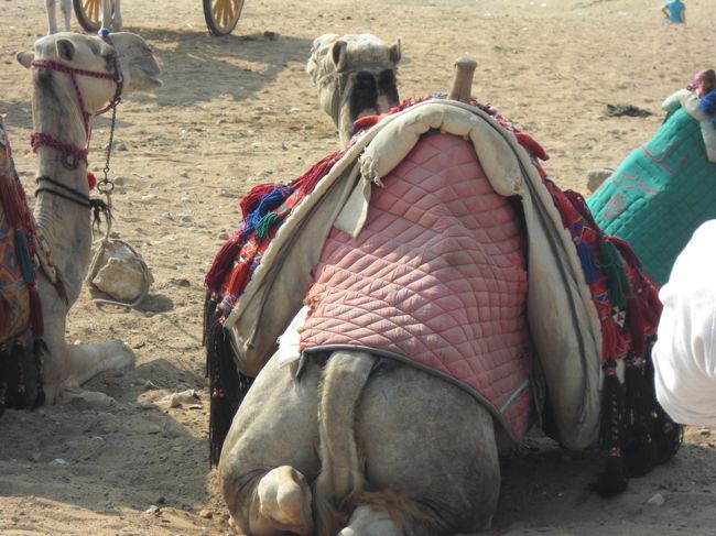 ラクダちゃんのお尻♪