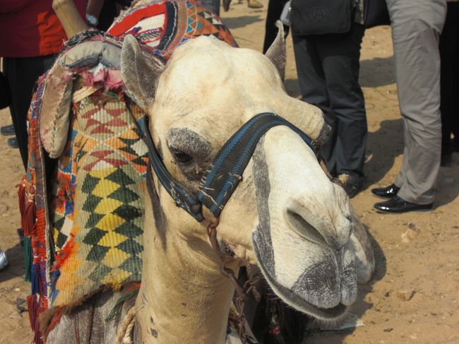 やっぱりラクちゃんは可愛いわ〜