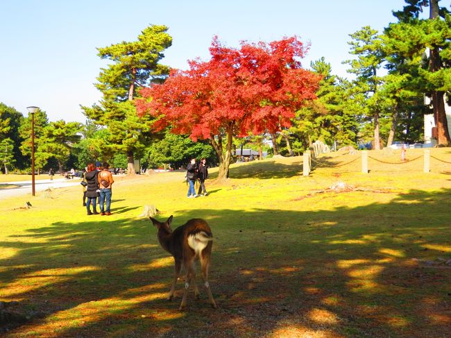 奈良公園と鹿<br /><br />東大寺・大仏殿まで行けるかな〜
