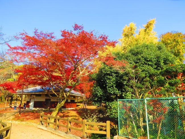 奈良公園内の紅葉<br /><br />痛みを我慢して歩く<br />