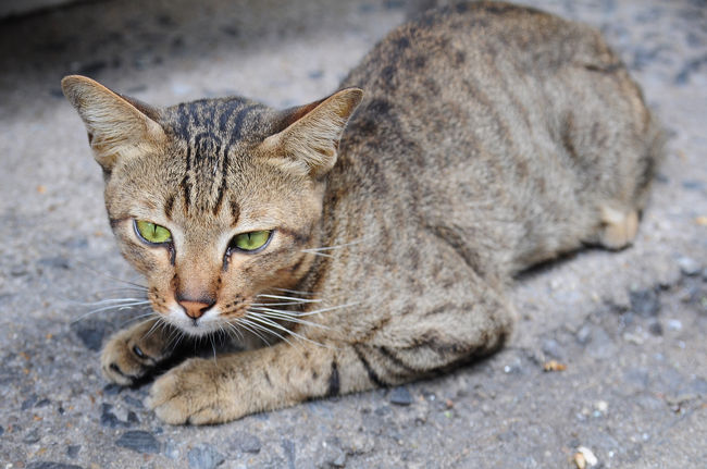 猫ちゃん発見。