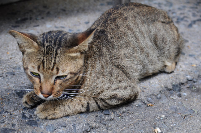 眠そうなのに、
