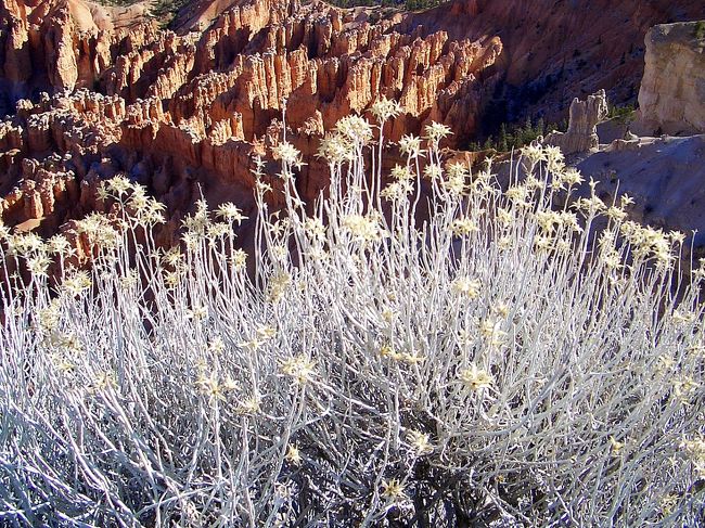 野草とブライスキャニオン