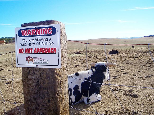おっ。牛さん！！