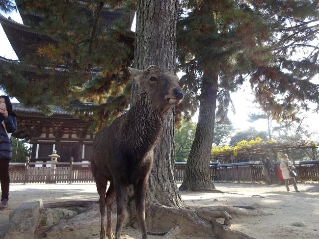 ここで奈良公園の名物、鹿くん登場！<br /><br />角は、切られてありません。
