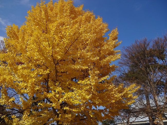 快晴の青空と銀杏の黄色が映えます♪