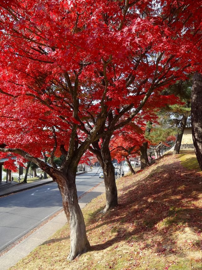 興福寺の周辺のモミジは、鮮やかに色づいていますね♪