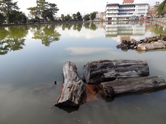 「猿池には亀が多い」とこの辺りにいた人が言っていましたが、亀の確認はできますか。老木の端にちょこんといますよ。