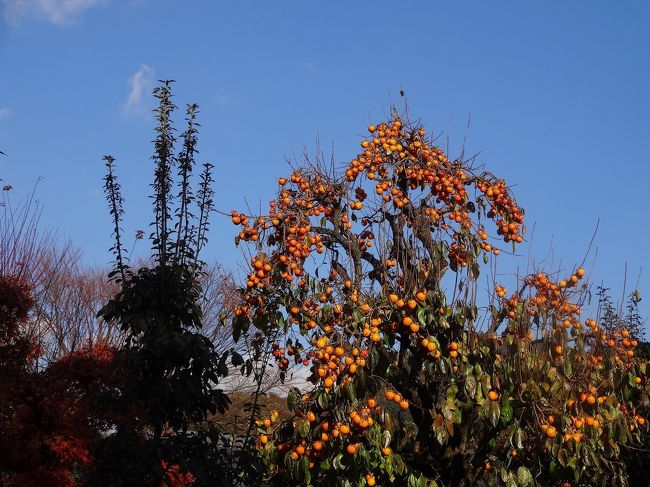 これは、渋柿か？<br />早く収穫しないと...。