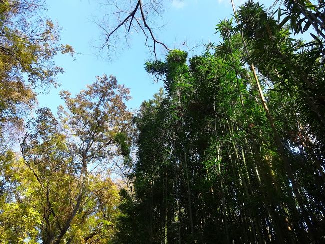 竹林の鮮やかな緑と紅葉の風景もいいですね♪<br /><br />ここは、春日大社の敷地内。