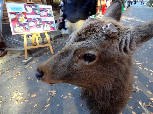 人なつっこい鹿くんの子供。<br /><br />剥製のように写ってしまった一枚です。