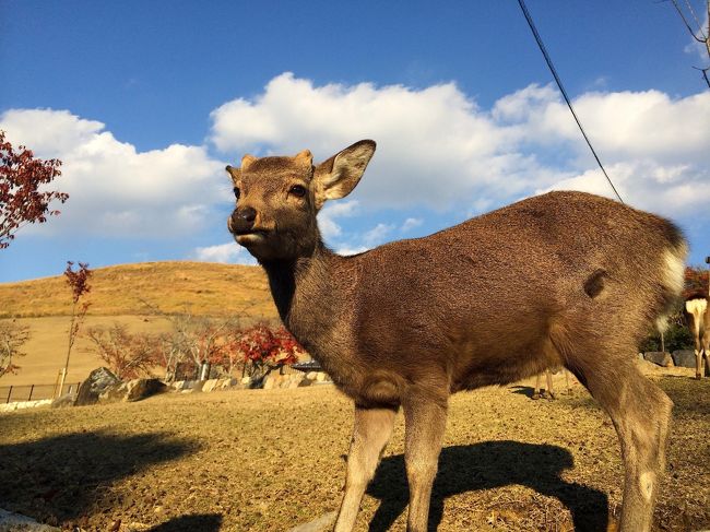 若草山を背景に、堂々たる鹿くん。<br /><br />