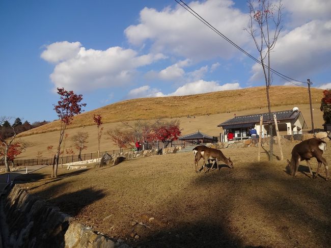 若草山の山焼きも、一度は見てみたい日本の風物詩！