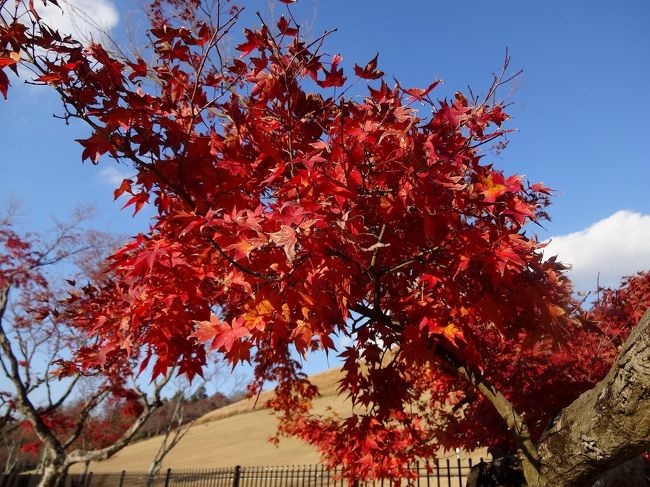 モミジの紅葉も青空に映えます♪