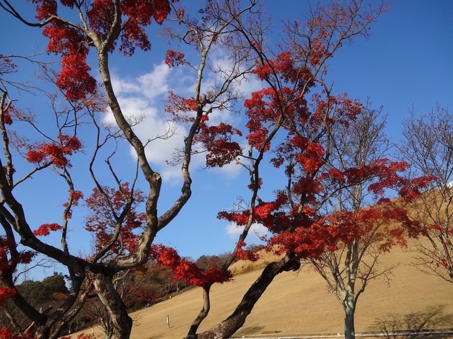 ちょっと葉っぱが少なくないか！<br />でも、こんな枝振りも好きです♪