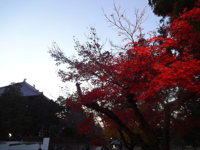 ライトアップされたモミジも紅く色づいています♪