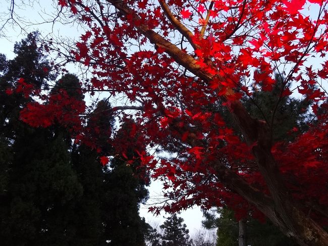 奈良の紅葉の見納めです。