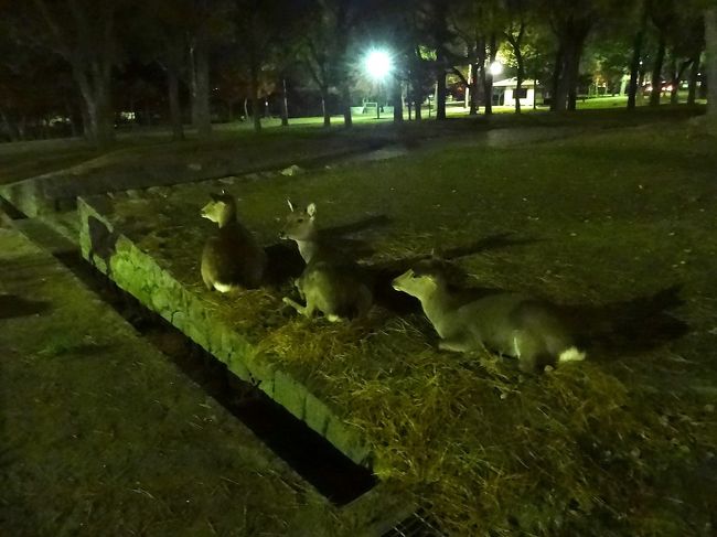 公園内の鹿くんたちは、休憩中。
