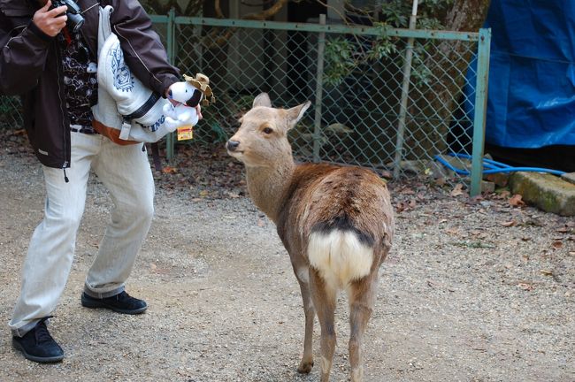 鹿さんを接写しようとするJOECOOLさん。<br />でも鹿が見ているのは、あの女性？