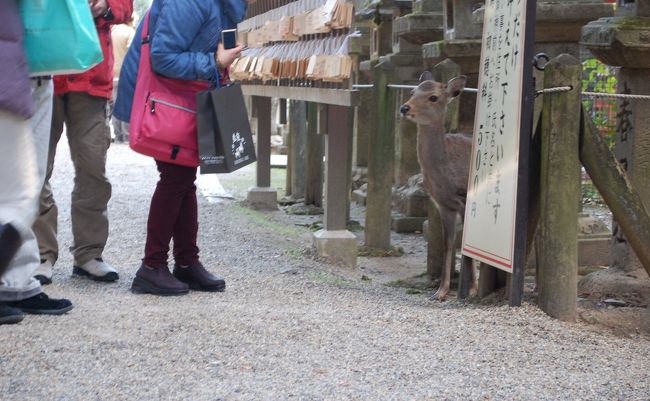 子鹿に話かけるガブちゃん。<br />そうなんです！ガブちゃんが声を掛けると鹿が反応するんですよね。<br />先ほどの写真もです。