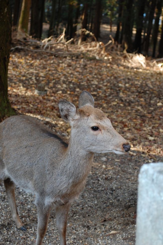 で、その子鹿<br /><br />みんなで「キャワイイ！」っと。