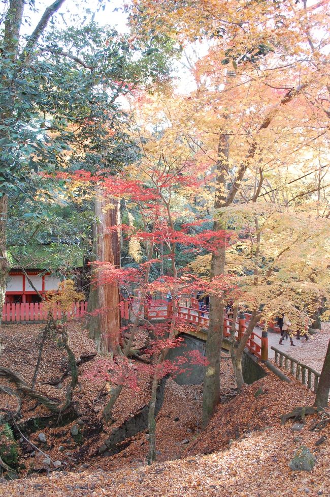 散り始めの紅葉がまた綺麗です。