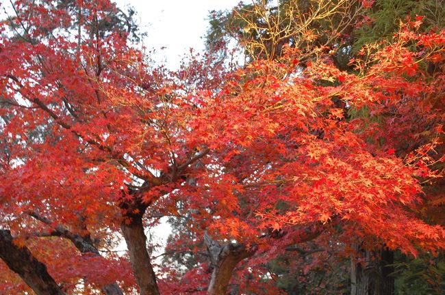 今年の紅葉も見納めかな？
