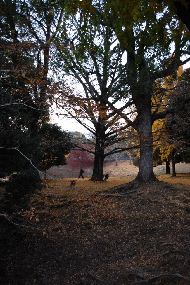 奈良の夕暮れ<br /><br />３周年記念オフ会の終了です。<br />この後、皆さんとお別れしました。<br /><br />ご一緒いただいた皆さん、楽しい時間をありがとうございました。<br />管理人の王子さま、素敵なコースとご配慮いただきありがとうございました。<br />また今回お会いできなかった方には、またの機会に会えることを楽しみにしてます。<br />本当にありがとうございました。<br /><br /><br />