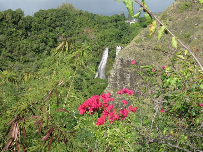 カウアイ島はきれいな花がたくさんさいていました。