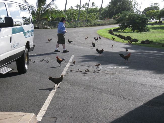 カウアイ島と言えばにわとり！！！というくらいそこらじゅうににわとりがいます(^_^;)お土産屋さんのTシャツにもにわとりが書かれてるくらい笑