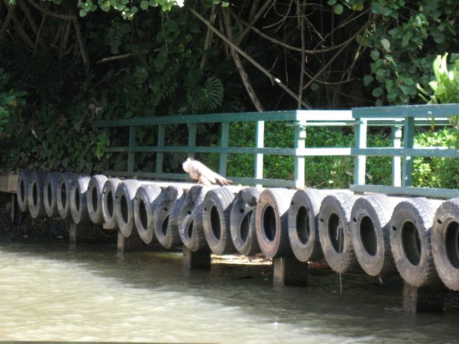 シダの洞窟がある港に到着しました。