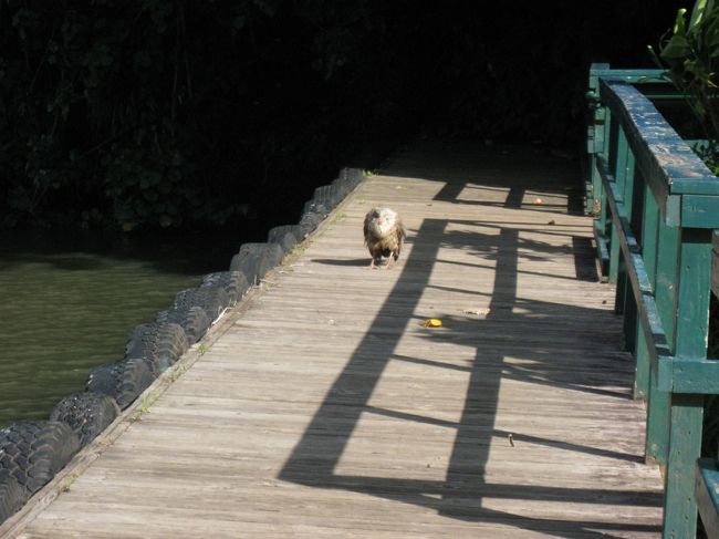 そこにはお年寄りのくじゃくが住み着いてました。