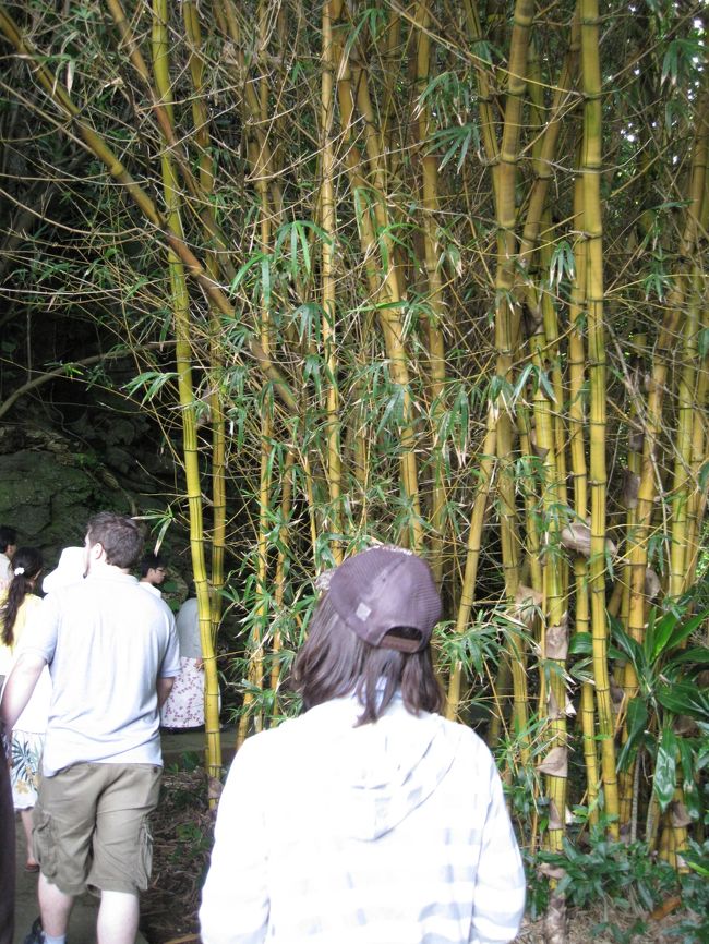 10分ほど歩いてシダの洞窟へと向かいます。