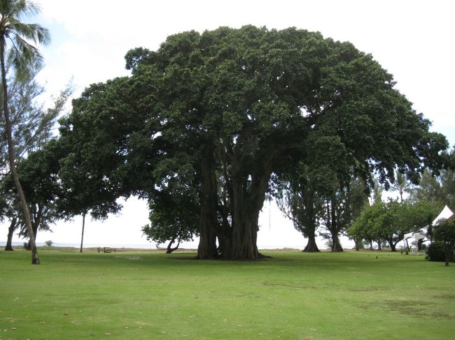 レストランから少し離れていますが、とても大きな木がありました。