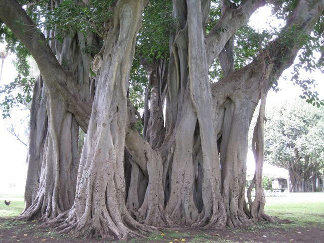 近くに行ってみると幹がとても太くて大きかった！！