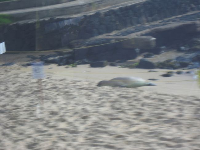 ハワイアンモンクシールが寝てました！！！是非バスを降りて見てみたかったのですが残念ながらバスから…。今度はカウアイ島に泊まって間近で見てみたいです！！