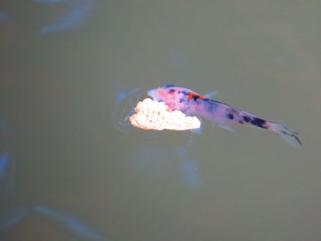 大仏殿と辛国神社の間の池<br /><br />金魚、鯉の稚魚が沢山泳いでいました