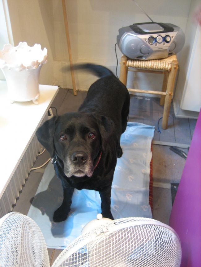 一緒に店番をしているかわいいワンちゃん（女の子）<br />すごく人懐っこくてしっぽをブンブン！<br />遊んでパワーがすごかったです！<br />