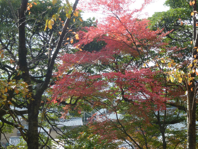 越前丸岡城　庭園の紅葉