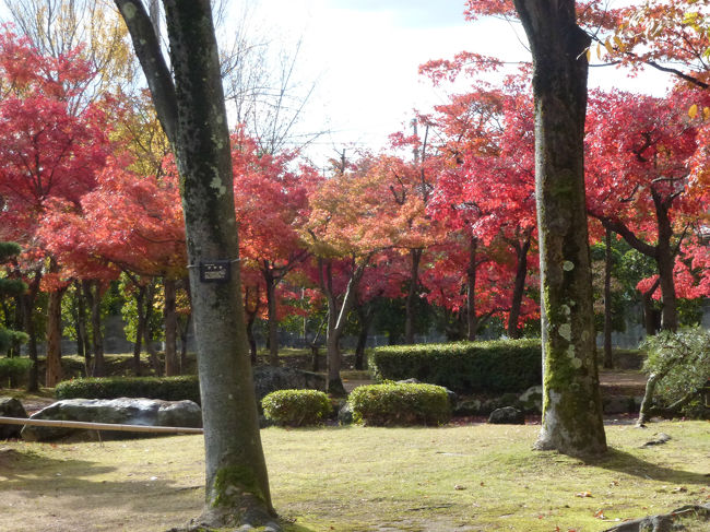 越前丸岡城　庭園の紅葉