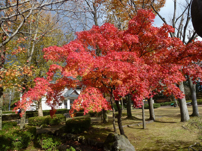 越前丸岡城　庭園の紅葉