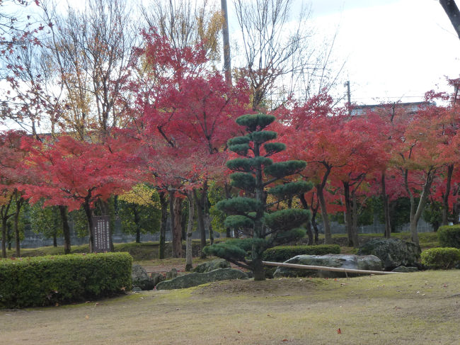 越前丸岡城　庭園の紅葉<br /><br />ここの紅葉は若木多いので今の政庁がたのしみです<br /><br />「滋賀と福井の紅葉を求めて５　永平寺の紅葉」に続く<br /><br /><br />