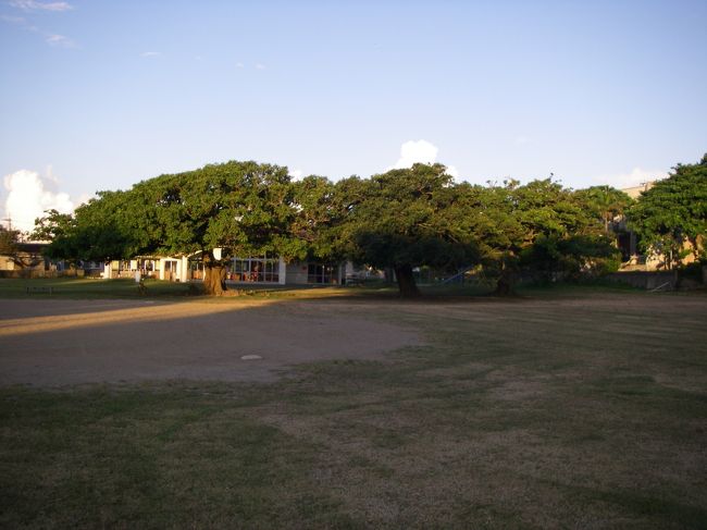 オマケ（散歩、出発当日朝）<br /><br />この木は何の木、素敵な樹。左から<br />オオバアコウ、ガジュマル、デイゴ<br /><br />白保小学校の3本の大木、向こうの建物は幼稚園です。（すみません。この写真のみ2013年7月8日撮影です）私の一番好きな白保の風景ですので、載せました。