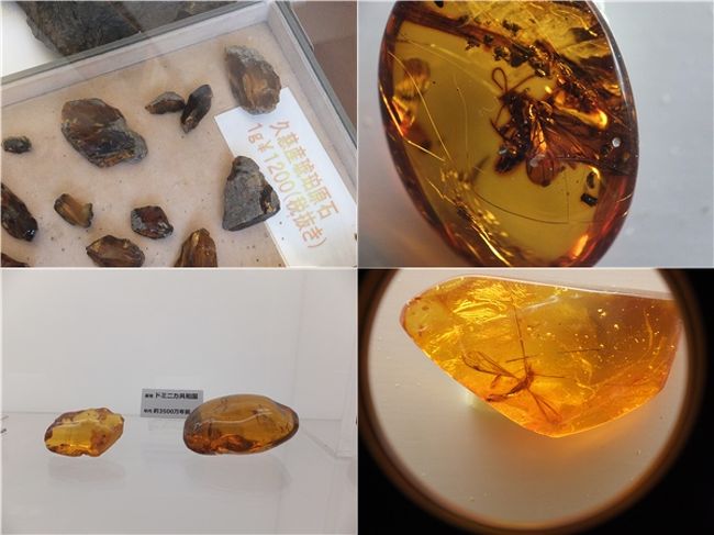 以前から相方が「虫が閉じ込められた琥珀を見てみたい」と言っていましたので、来れてよかったです。<br />拡大鏡で覗けるようになっているので、デジカメ突っ込んで撮影。