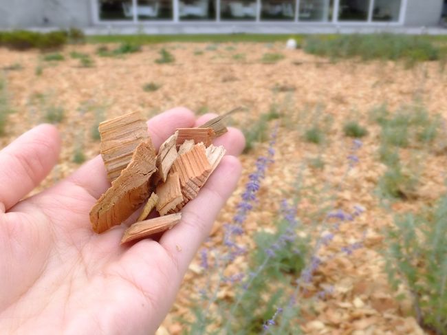 そばにはラベンダーの花壇が。土の代わりに木のチップ？？<br />奥にみえているのがフレンチのレストランです。