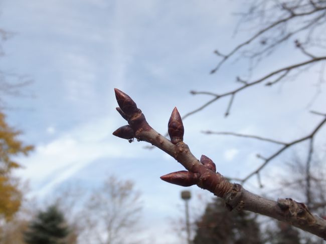 サクラのつぼみはまだカッチカチ。