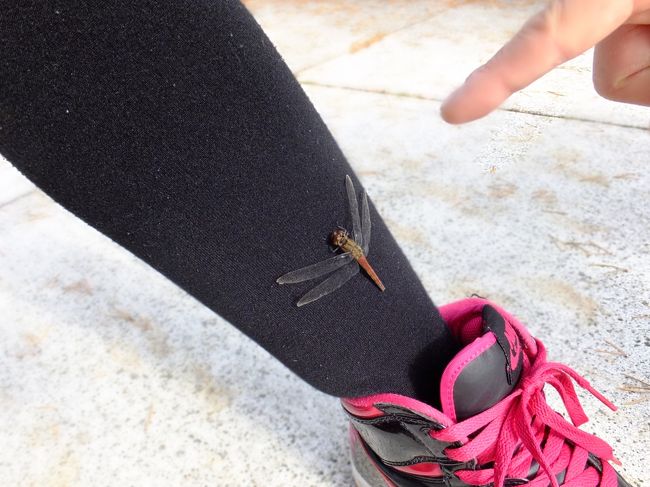 のんびり歩いていたら突然、トンボが足に？！<br />ちょっと！木じゃないんですけど！！<br />