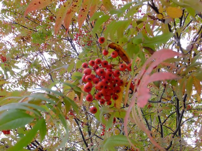 そうそう、北海道で何度も見かけた赤い実。地元にはないと思うのですが、何て植物なんでしょう？？<br />ご存知の方いらしたら教えてください〜。
